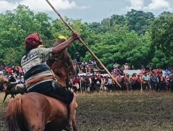Saksikan Pasola di Lamboya Barat Pulau Sumba, Wagub Johni Asadoma: Warisan Leluhur yang Harus Mendunia